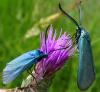 Adscita sp.